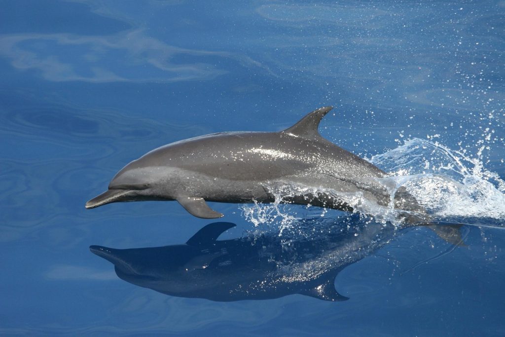 Small dolphin out of sea in front of Porec