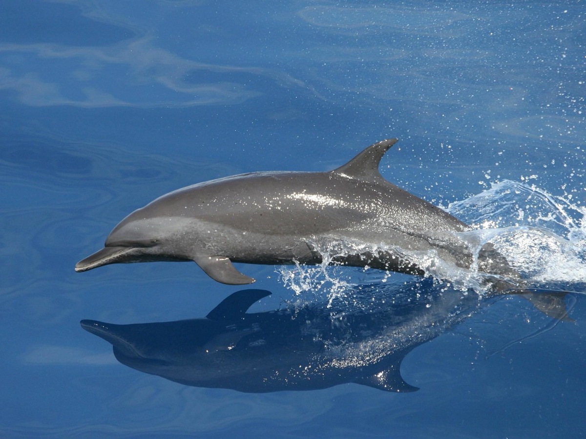 BLue dolphin vrsar