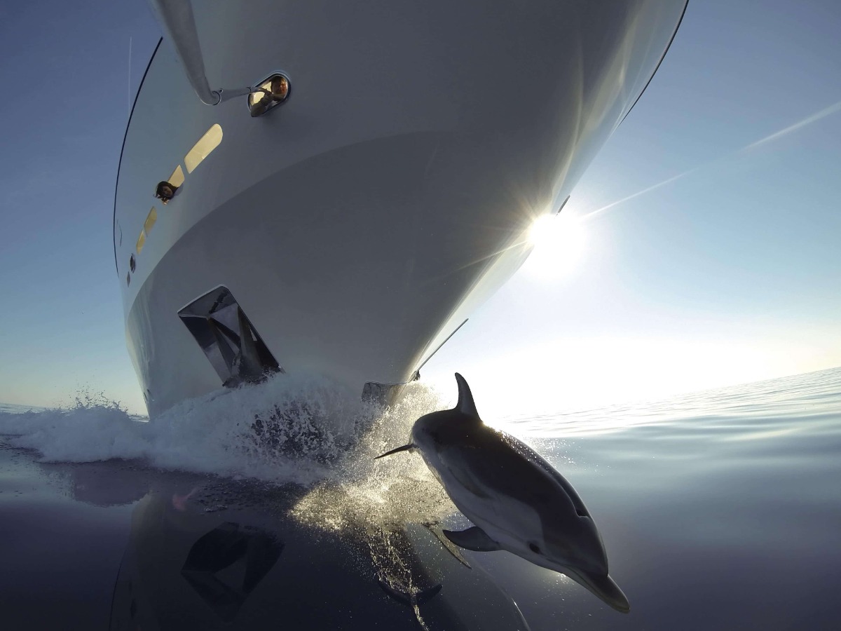 Dolphin jump in front